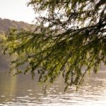 transformation des branches en copeaux à l'aide de notre broyeur professionnel