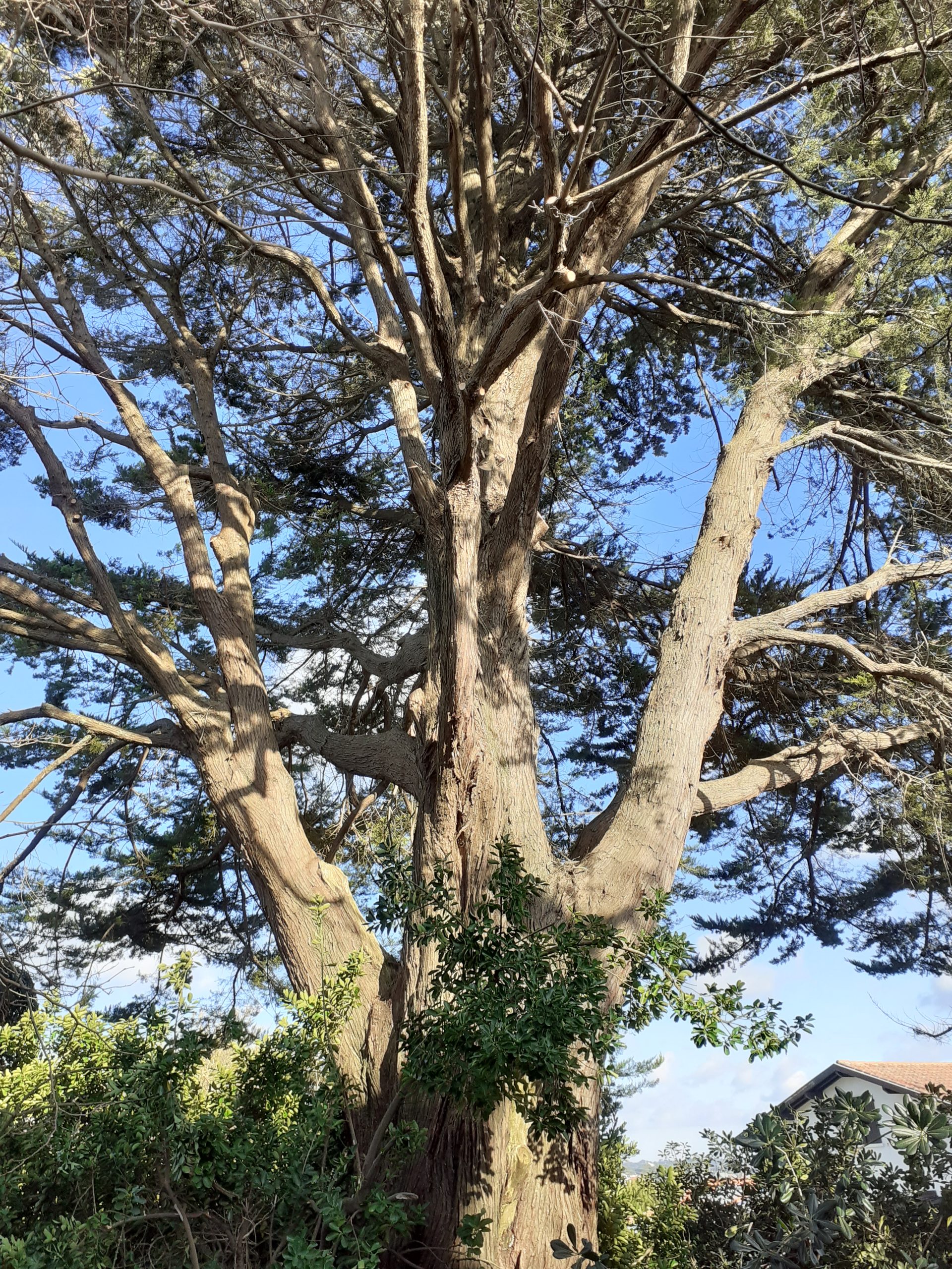 arbre taillé par l'entreprise Arboletik