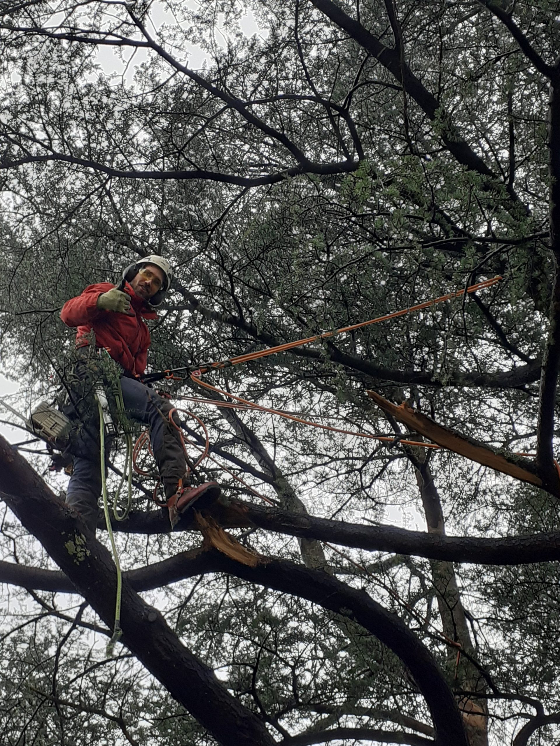Théo, élagueur grimpeur sur corde