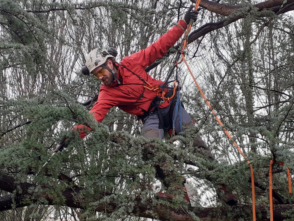 élagueur qui taille en bout de branche à l'aide d'un système d'encordement
