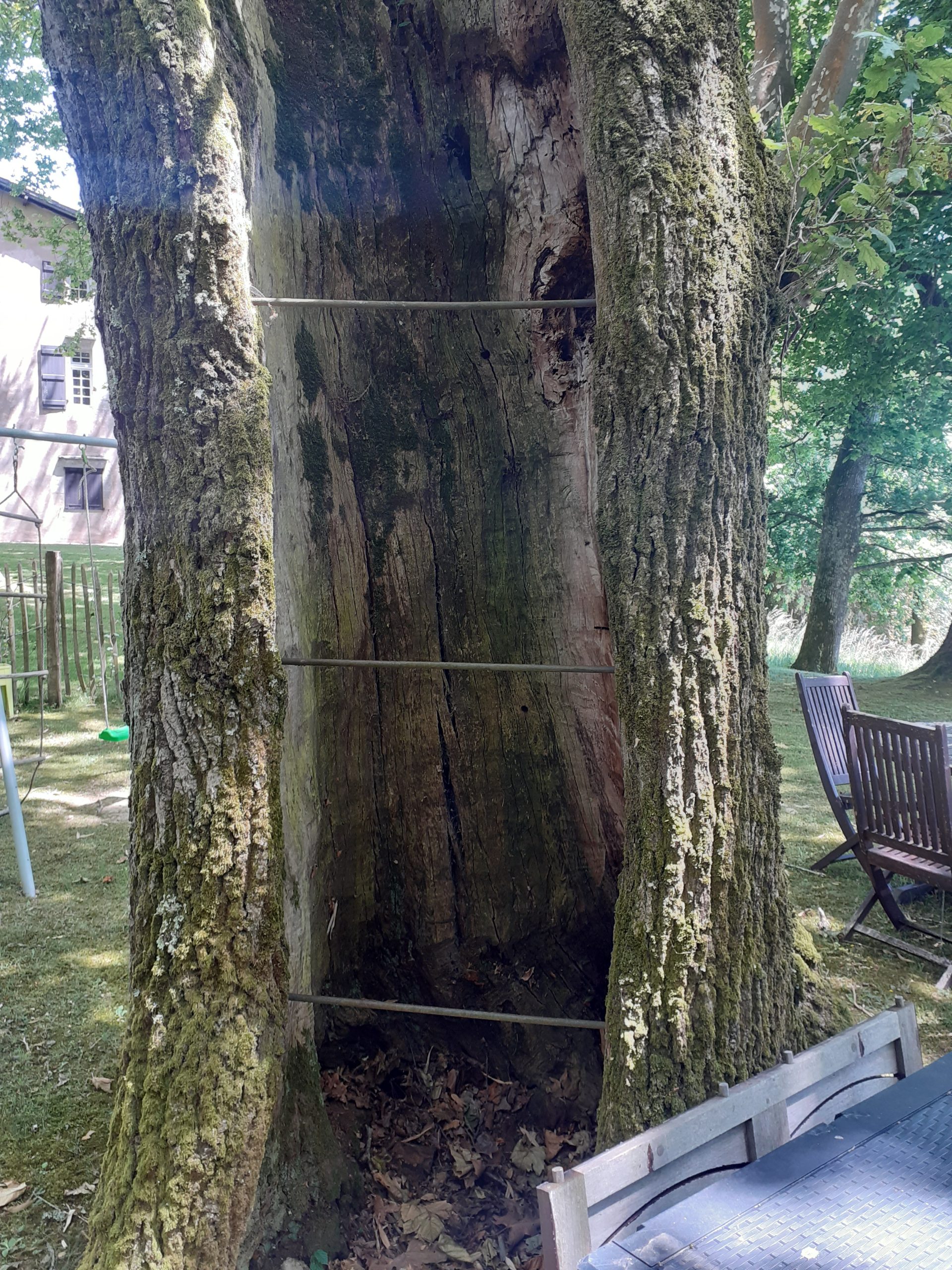 tire-fonds installés dans un arbre creux